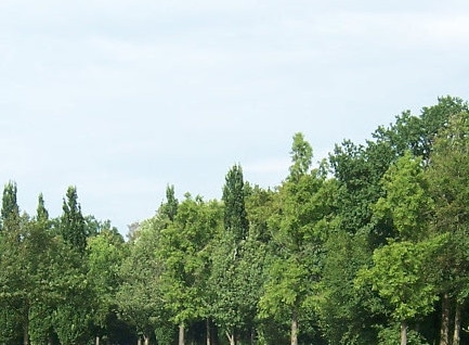 5 Pfoten