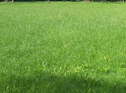 eingezäunte Wiesen